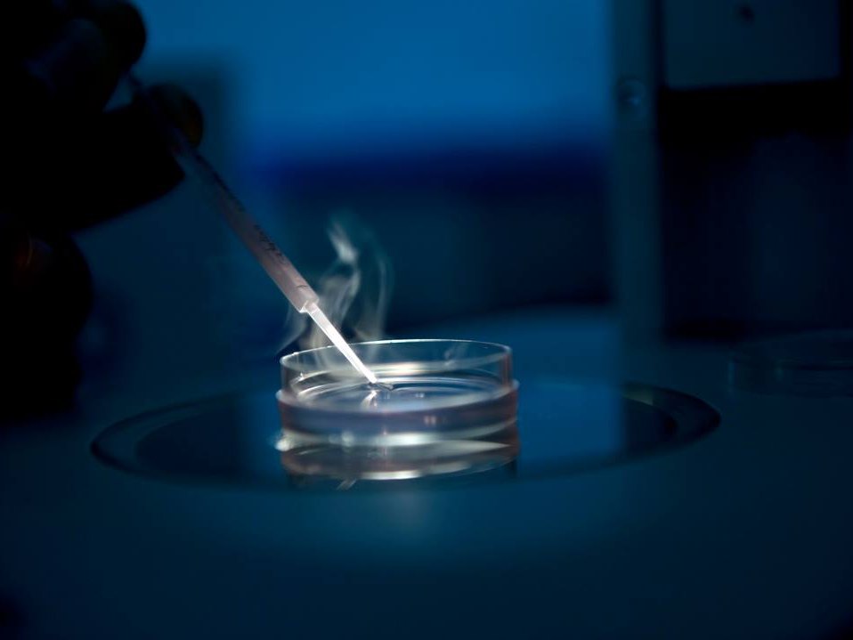 Placa de cultivo de embriones manipulada en el laboratorio de FIV